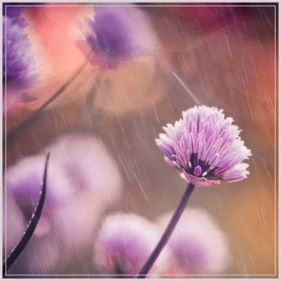 Monsoon Parfümolaj Madebyzen