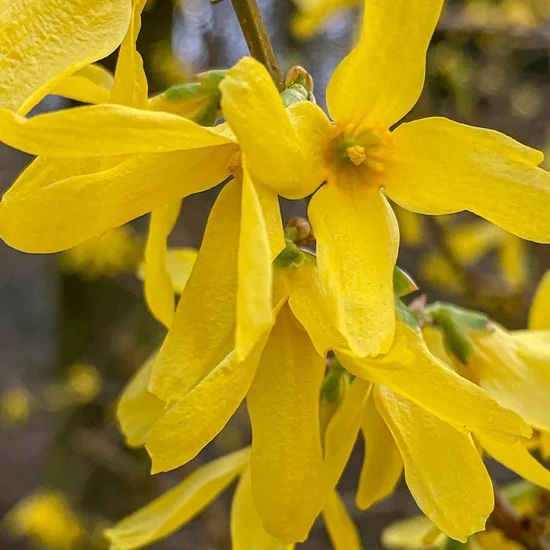 YLANG YLANG illóolaj 